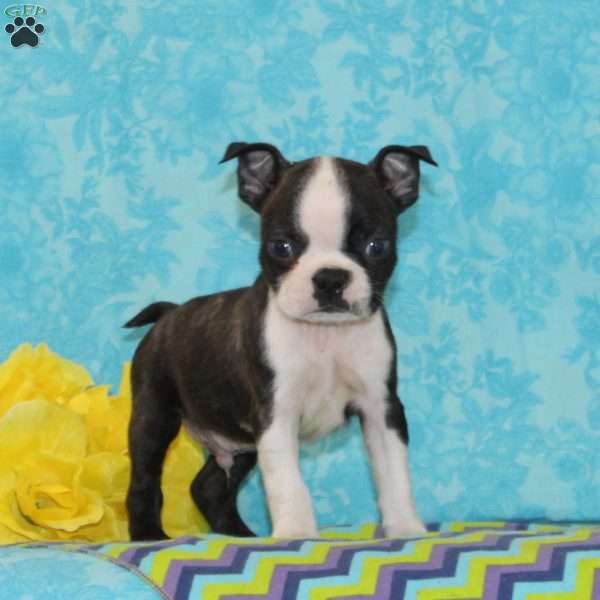 George, Boston Terrier Puppy